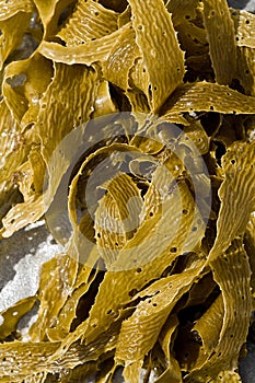 Detail of seaweeds