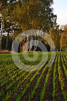 Detail of the seed plants on a field, alley trees by the road in autumn colours