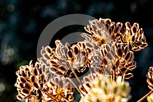 Detail of the seeds of a fennel plant in the field