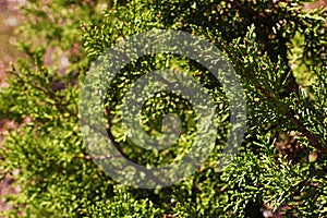 Detail of Sequoiadendron giganteum giant sequoia, giant redwood, Sierra redwood photo