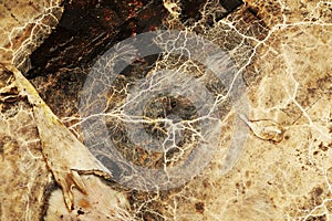 Detail of Serpula lacrymans mycelium