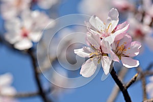 Detail of several almond blossoms in February photo