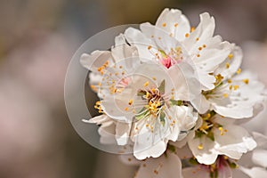 Detail of several almond blossoms in February photo