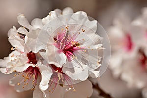 Detail of several almond blossoms in February photo