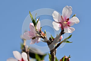Detail of several almond blossoms in February photo
