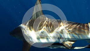 Detail of shark