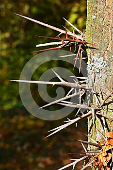Detail of sharp thorns on trunk of Honey Locust tree, also caled thorny locust or thorny honeylocust