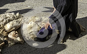 Shearing a sheep