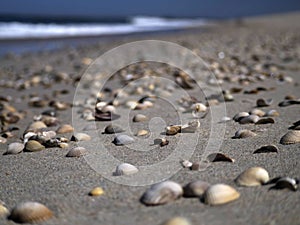 detail of shell on the shore in Aveiro portugal sand dunes Atlantic Ocean beach view landscape panorama