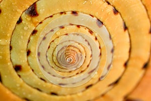 Detail of a shell with water drops photo