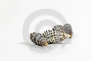 Detail shoot of couple seashells on white background