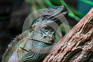 Detail shot of the Amboina sail-finned lizard, Hydrosaurus amboinensis, large agamid lizard, on a wooden branch with