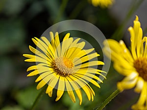 The detail shot of Asteraceae in bloom with blurred background