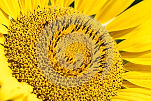 Detail shot from a big yellow sunflower photo