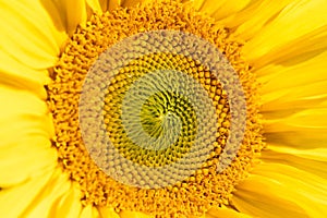 Detail shot from a big yellow sunflower photo