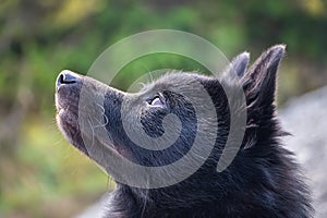 Detail shot of black schipperke dog face with blurred background