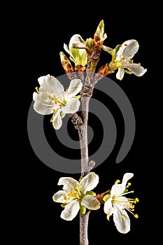 Detail shot of a branch of the plum tree with flowers, buds and leaves