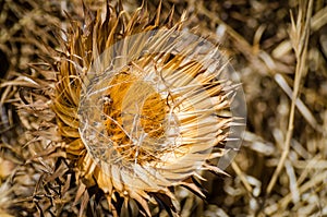 Detail shot of dry sunflower kind flower or blossom in yellow tones with blurry background