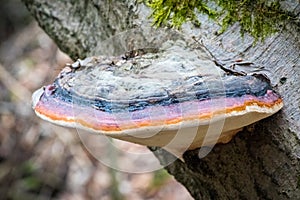 Detail shot of fungus Fomitopsis pinicola