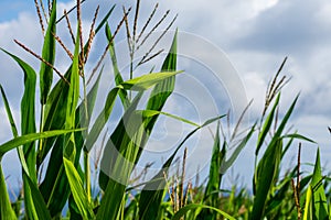 Detail shot of green corn plants, in summer, with cloudy sky, in Cantabria