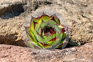 Detail shot of houseleek plants in a rock garden