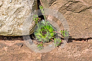 Detail shot of houseleek plants in a rock garden