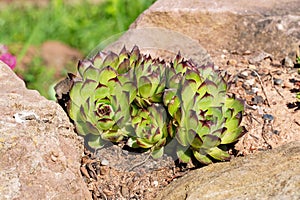 Detail shot of houseleek plants in a rock garden