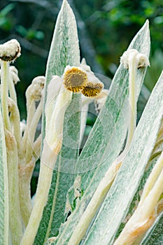 detail shot of the leaves and flowers of a frailejon,Espeletia killipii photo