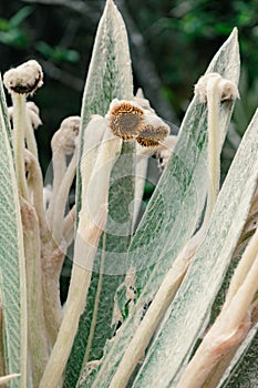 detail shot of the leaves and flowers of a frailejon,Espeletia killipii photo