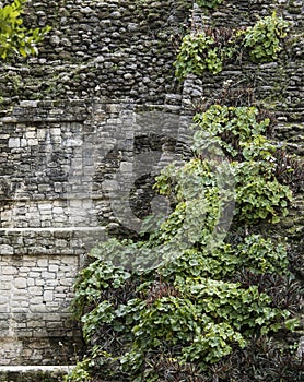 Detail shot of the Mayan temple of Dzibanche in Mexico with overgrowth