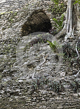 Detail shot of the Mayan temple of Dzibanche in Mexico with overgrowth