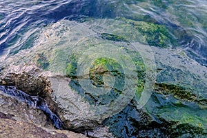 Detail shot of moss Algae on the wet rock at the sea shore