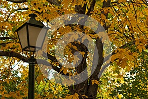 Detail shot of old lamppost and yellow trees in the botanical garden of Madrid, Spain, Europe.