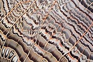 detail shot of painted lady butterfly wing - orange, black, white pattern