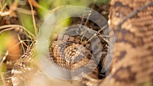 Detail shot of rattlesnake tail with rattles