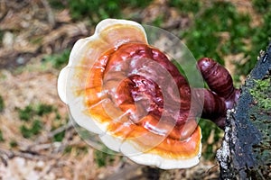 Detail shot of reishi medicinal mushroom photo
