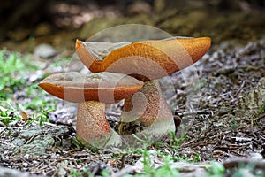 Detail shot of two amazing scarletina boletes in spruce forest