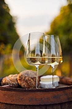 Two glasses of white wine on an old barrel in the vineyard