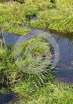 Detail shot of wet meadow in portrait format