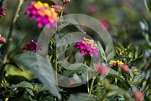 A detail of a shrub verbenas or lantanas