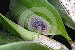 detail of sick orchid  nursery contaminated with fungi and bacteria. Black spot disease or rot  bract  leaf axils and visible photo