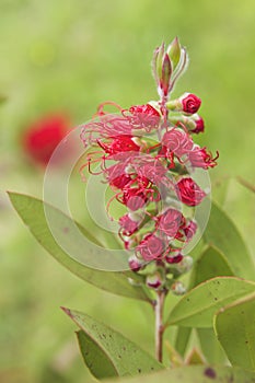 Detail of silk tree red flowers blooming