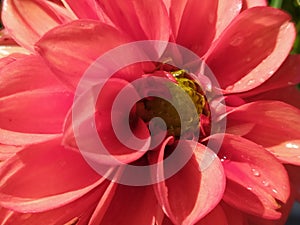 A detail of a single orange dahlia freshly watered. Un detalle de una dalia anaranjada reciÃÂ©n regada. photo