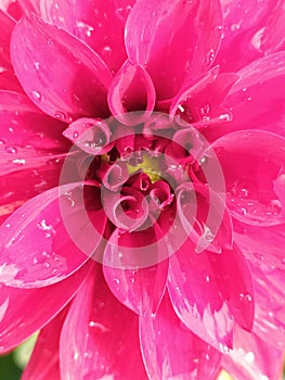 A detail of a single pink dahlia with a yellow center in the sun. Un detalle de una dalia rosada en el sol. photo