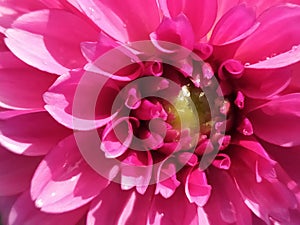 A detail of a single pink dahlia freshly watered. Un detalle de una dalia rosada reciÃÂ©n regada. photo