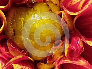 A detail of a single pink and yellow dahlia. Un detalle de una dalia rosada y amarilla. photo