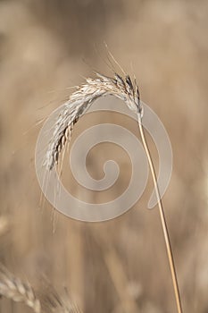 Detail of a single stalk corn