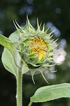 Detail of a single sunflower bloom starting to open