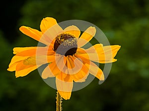 Detail of single sunflower set against deep green background.