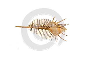 Detail of the skeleton of a marine snail. Sea snail is a common name for slow-moving marine gastropod molluscs, usually with
